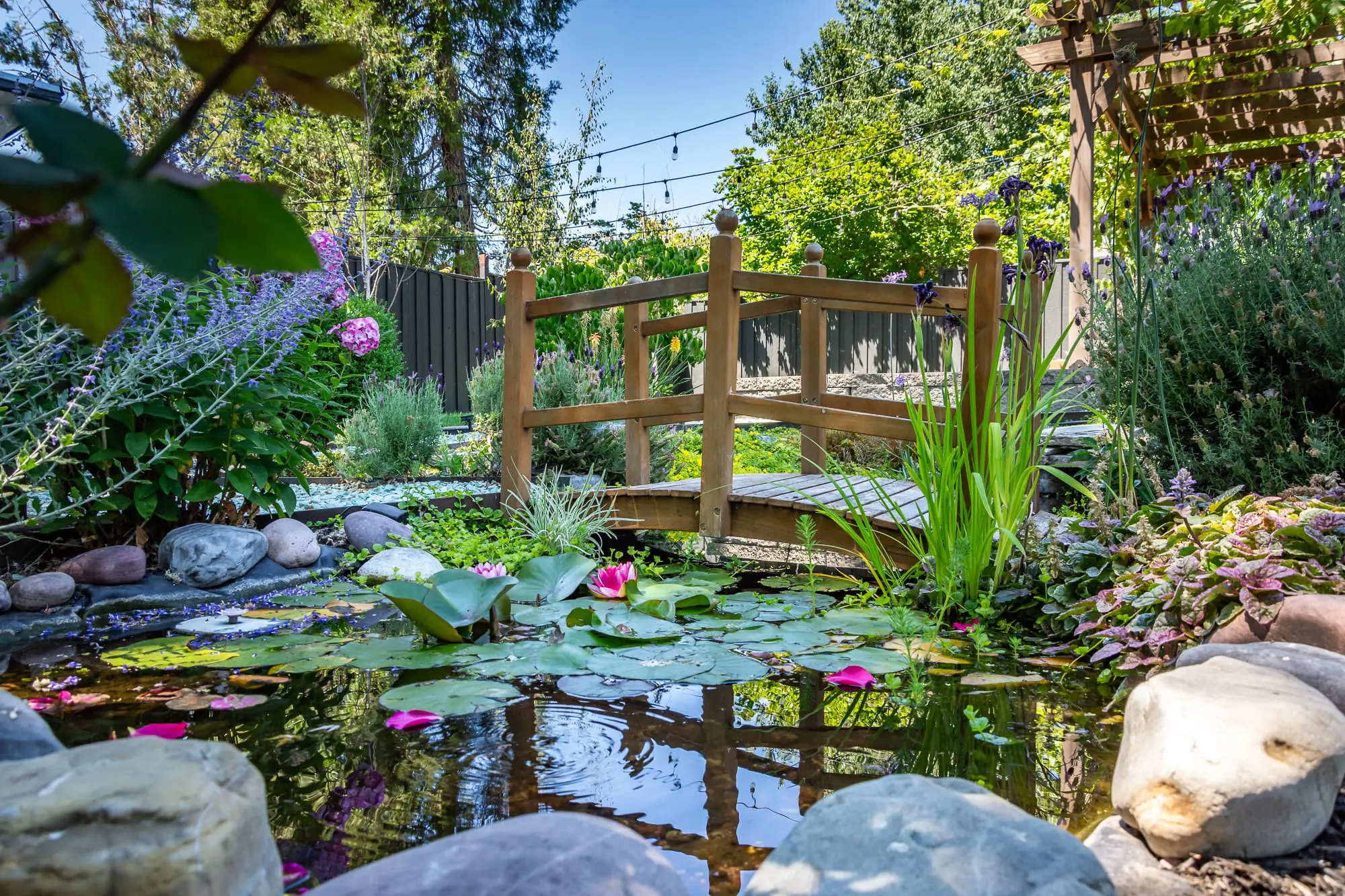 Our pond has Goldfish in it!